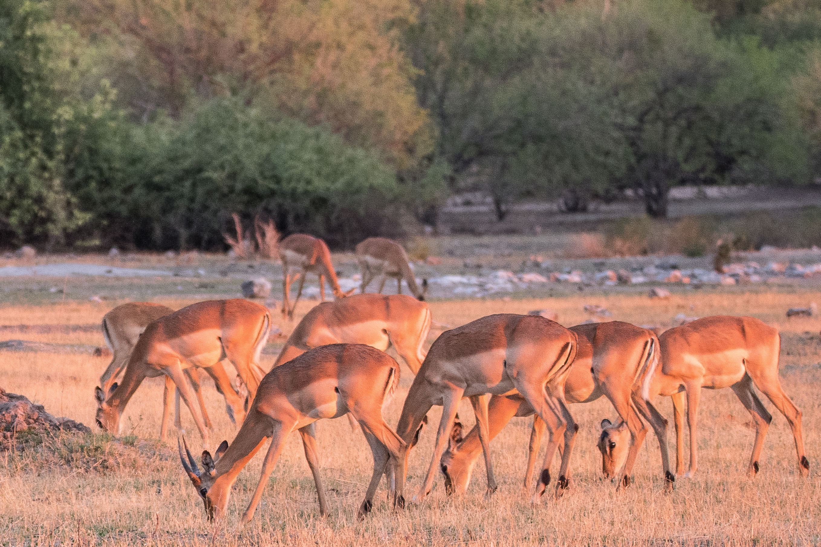 Impalas (Impala, Aepyceros melampus), huit femelles et un jeune mâle à la lueur du soleil couchant, Chobe National, Park, Botswana.
